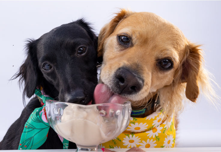 Photo of 2 dogs licking ice cream out of the same bowl