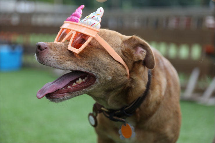 Photo of dog wearing cool party sunglasses