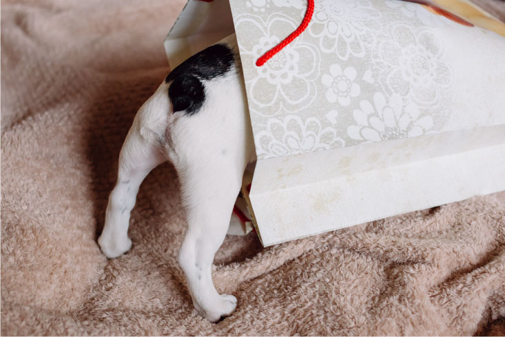 Photo of puppy with its head in a party favor bag